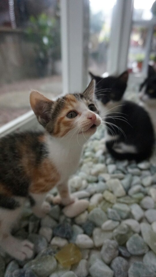 KakaoTalk_20140816_215023718.jpg