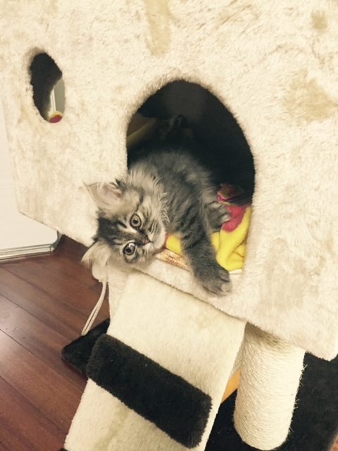 고양이3.jpg