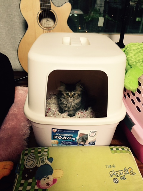 고양이4.jpg