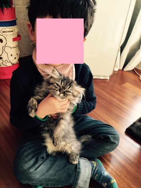 고양이1.jpg