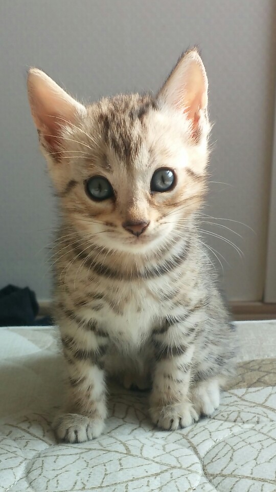 KakaoTalk_20151130_155112133.jpg