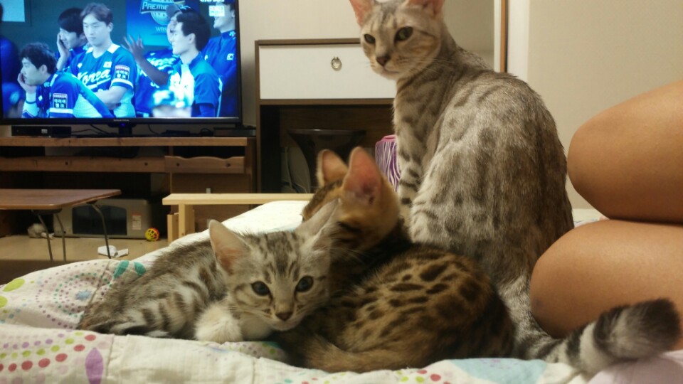 KakaoTalk_20151130_155134068.jpg