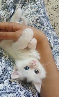 네로3.jpg