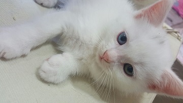 엘사.jpg