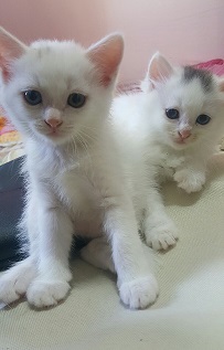 네로와 엘사.jpg