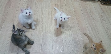 다섯아가2.jpg