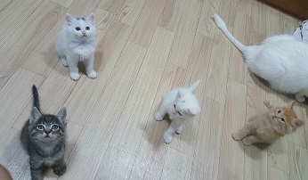 다섯아가3.jpg
