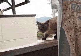 c341a0eeb143b2144b503f5a00b47d31_GwOVQWw2ZZlE6Z2NY.gif
