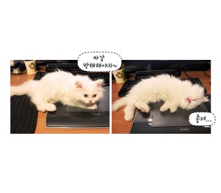 2화_마카사진.jpg