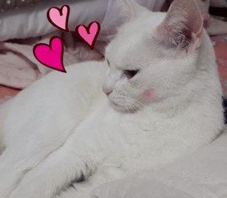 기타 무료분양