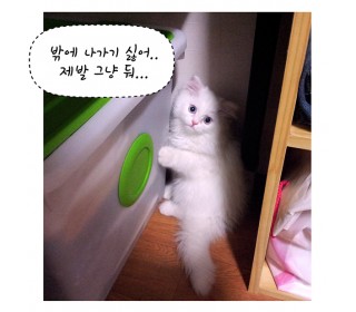 4화 마카사진.jpg