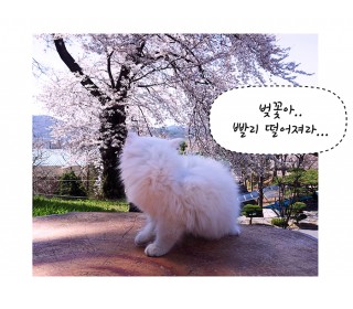 5화_마카사진.jpg