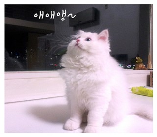 마카사진_8화.jpg