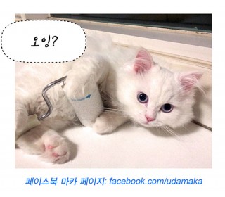 12회_마카사진.jpg