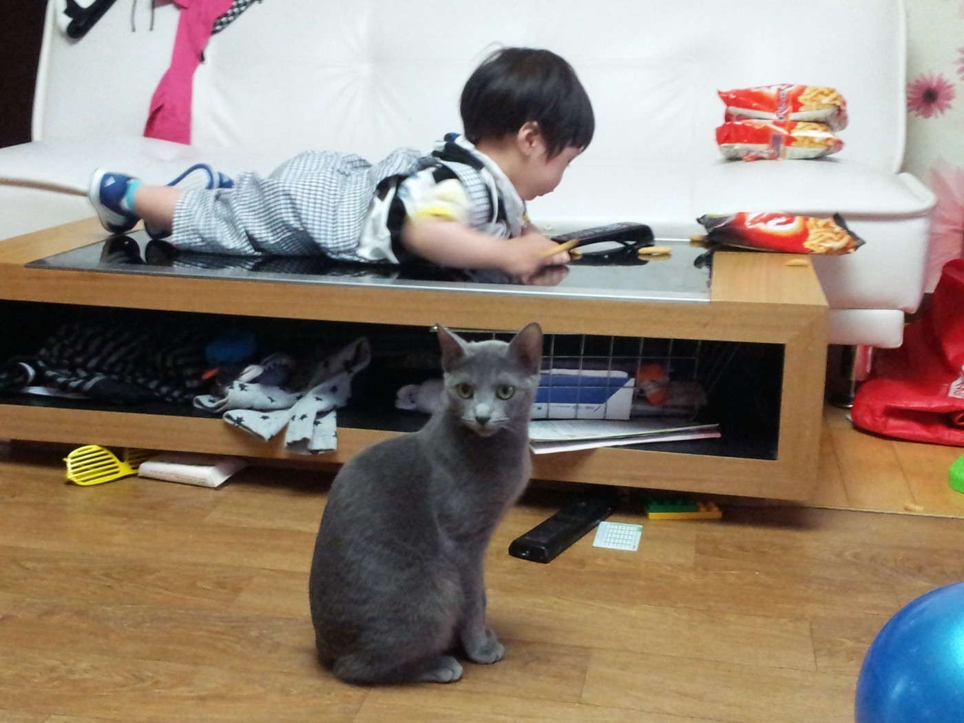냥이.jpg