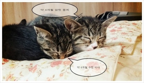 뭉치1.jpg