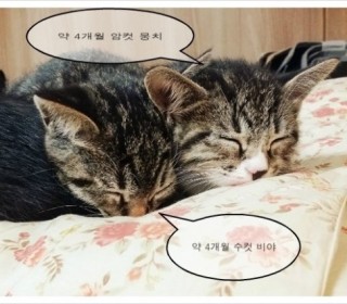 한국 고양이 무료분양
