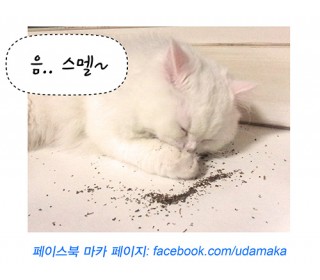13회_마카사진.jpg