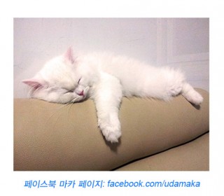19회_마카사진.jpg