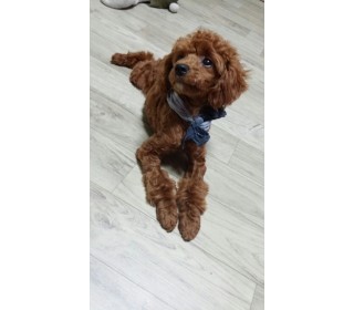 KakaoTalk_20140520_095851499.jpg