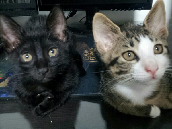 KakaoTalk_20150316_155908527.jpg