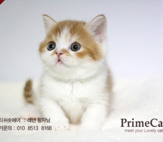 기타 분양