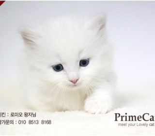 기타 분양