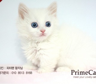 스코티쉬 폴드 분양