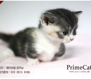 기타 분양