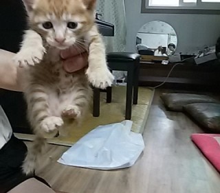 한국 고양이 무료분양