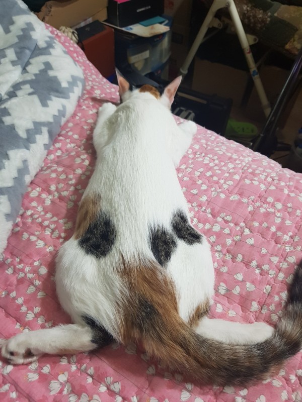 KakaoTalk_20180216_224904840.jpg