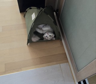 기타 무료분양