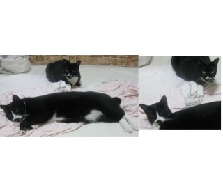 한국 고양이 분양