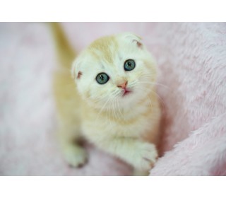 스코티쉬 폴드 분양