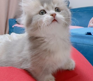 브리티쉬숏 분양