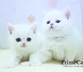 브리티쉬숏 분양