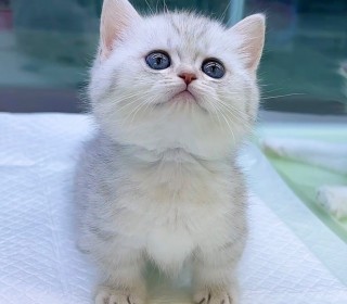 기타 분양