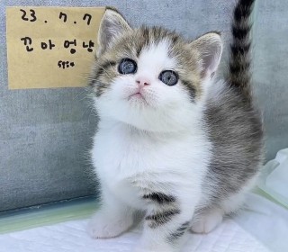 기타 분양
