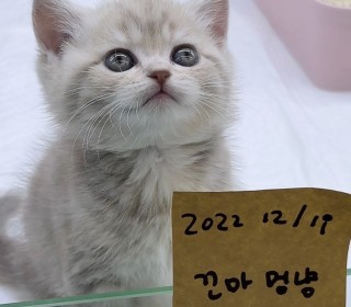 브리티쉬숏 분양