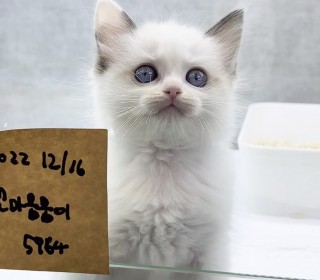 렉돌 분양