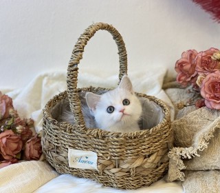 브리티쉬숏 분양