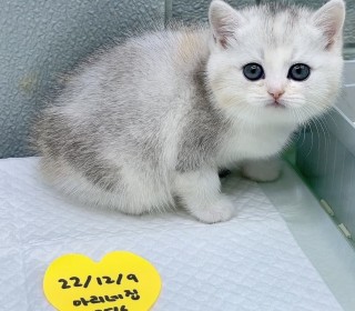 브리티쉬숏 분양