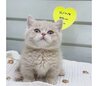 기타 분양