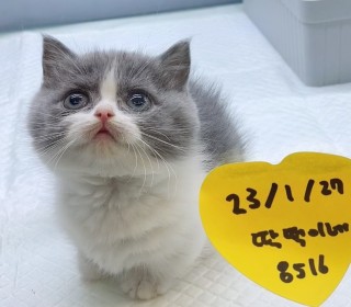 기타 분양