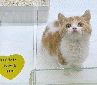 기타 분양