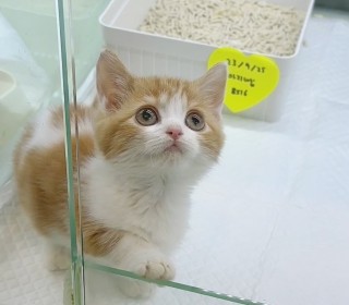 기타 분양