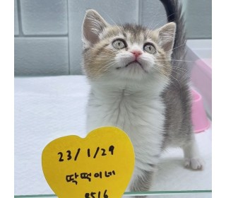 브리티쉬숏 분양