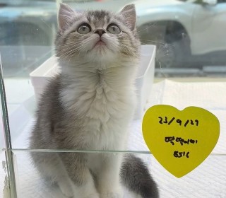 브리티쉬숏 분양