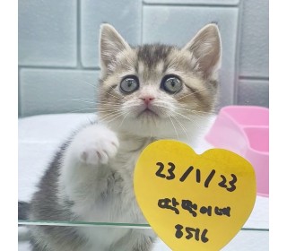 브리티쉬숏 분양