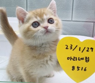 브리티쉬숏 분양